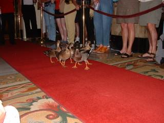 Peabody Ducks 11AM walk to fountain