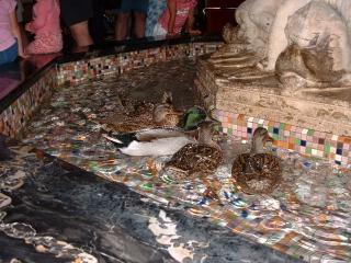 Peabody Ducks 11AM walk to fountain