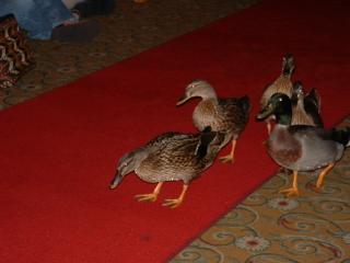 Peabody Ducks 5 PM walk back to elevator