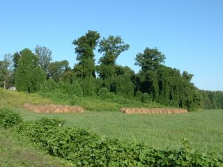 Kudzu