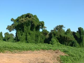 Kudzu