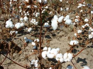 Cotton