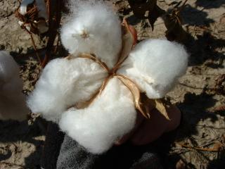 Extreme Cotton Close-up
