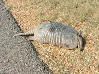 Armadillo